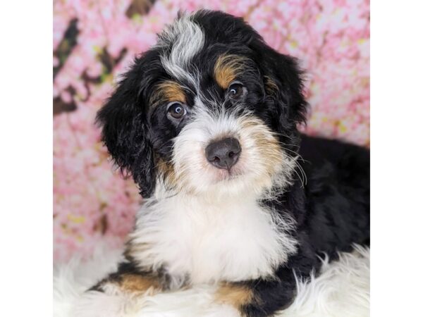 Bernadoodle Mini DOG Male Tri-Colored 1928 Petland Beavercreek, OH