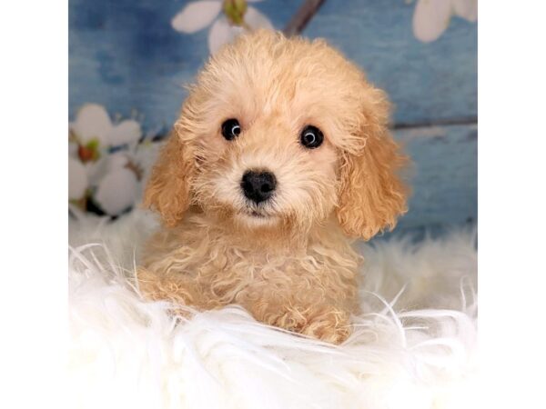 Toy Poodle DOG Female cream 1964 Petland Beavercreek, OH