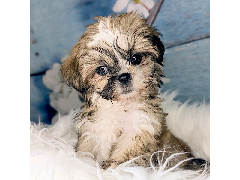Shih Tzu Puppy Gold ID:1961 Located at Petland Beavercreek, OH