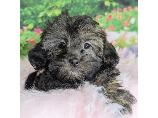 Shipoo-DOG-Female-brown-1956-Petland Beavercreek, OH