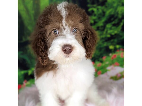 Mini Labradoodle DOG Female chocolate & white 1971 Petland Beavercreek, OH