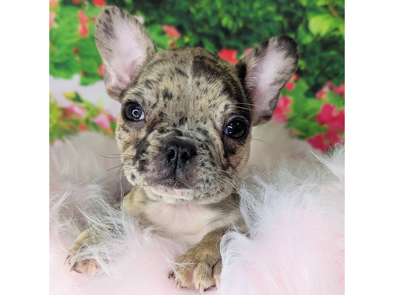 French Bulldog Puppy Fawn Merle ID:1973 Located at Petland