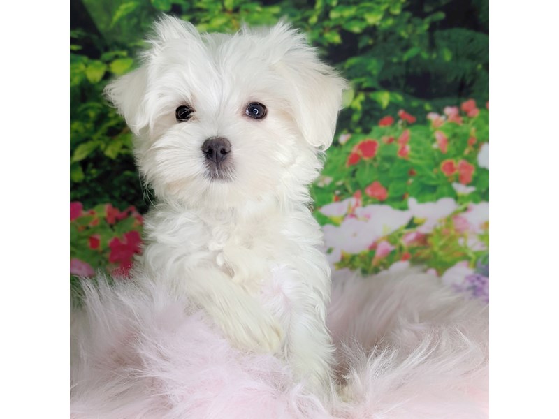 その他 EOF-402TOYZERO+ Maltese Maltese Puppy White ID:1974 Located at Petland Beavercreek, OH