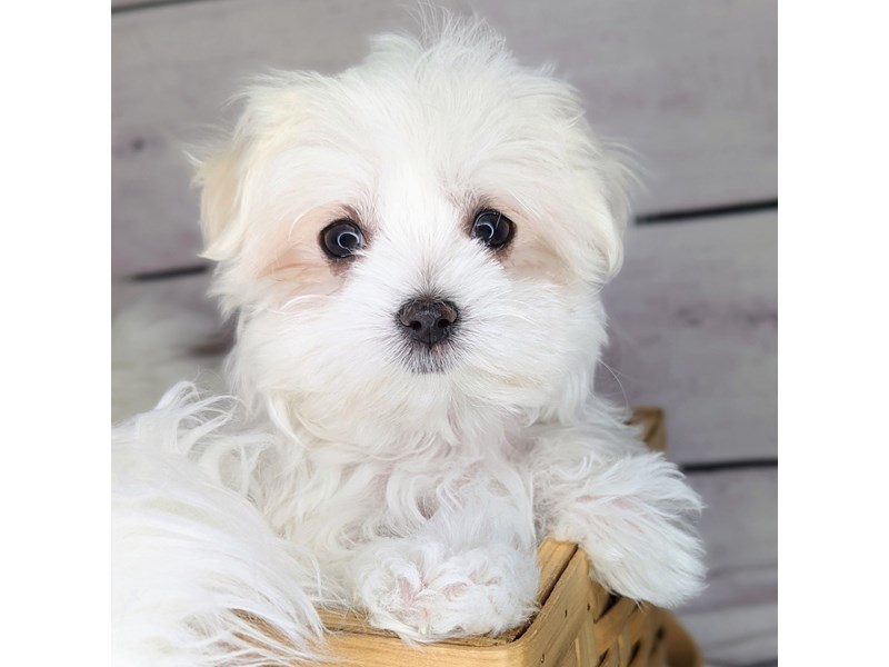 maltese_8314ページ(ざんてい) Maltese 8312 | Select A Puppy™