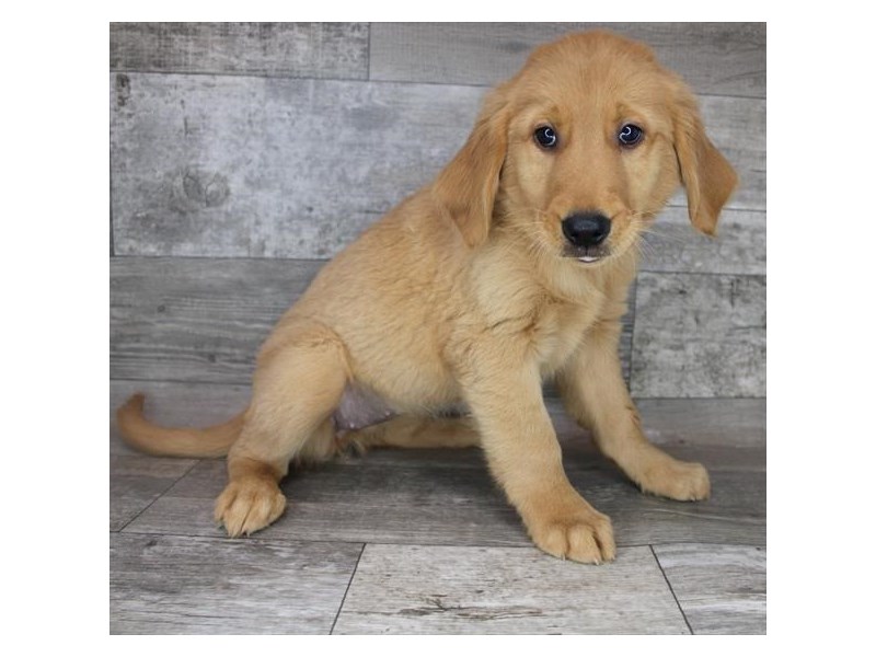 Golden Retriever Puppy Golden ID:2030 Located at Petland
