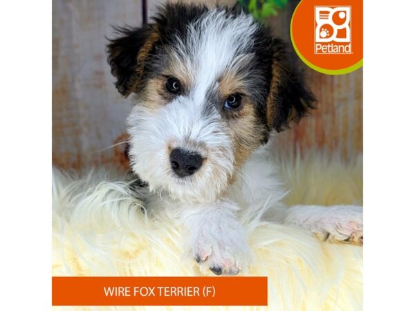 Wire Fox Terrier-DOG-Female-Black White / Tan-2104-Petland Beavercreek, OH