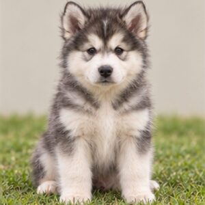 Alaskan Malamute puppies breed