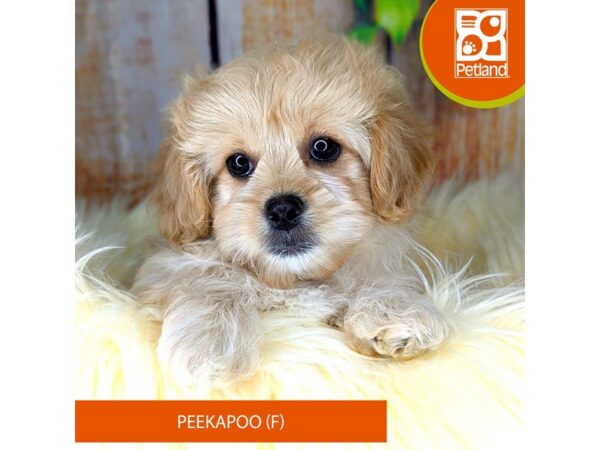 Peekapoo-DOG-Female-Apricot-2111-Petland Beavercreek, OH