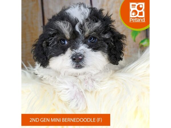 Bernedoodle Mini 2nd Gen DOG Female Tri-Colored 2137 Petland Beavercreek, OH