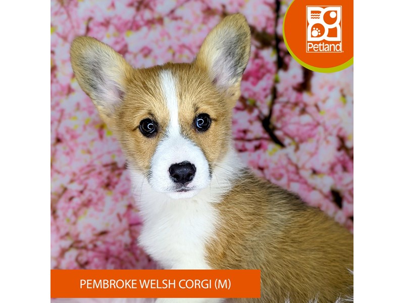 Pembroke Welsh Corgi - 2162 Image #1