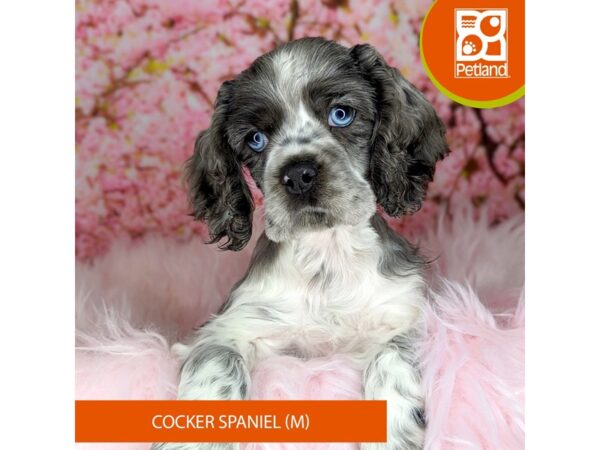 [#2160] Blue Merle Male Cocker Spaniel Puppies For Sale
