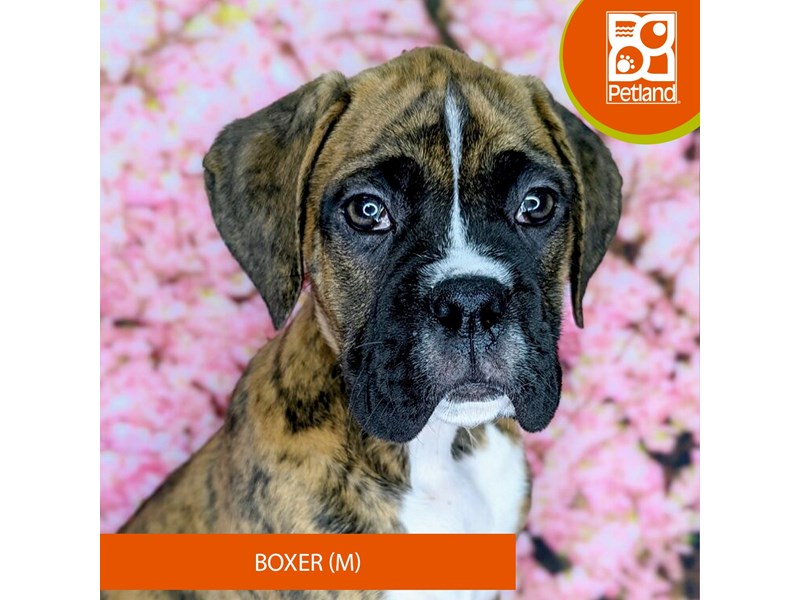 How Much Do Dogs Cost At Petland