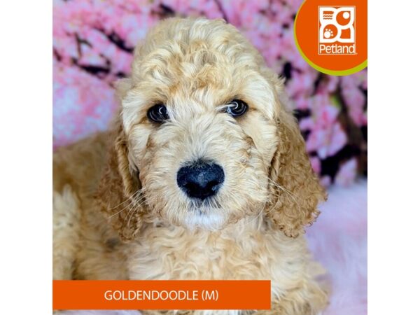 [#2169] Apricot Male Goldendoodle Puppies For Sale