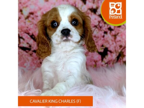[#2167] Blenheim Female Cavalier King Charles Spaniel Puppies For Sale