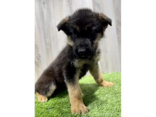 [#2181] Black / Tan Male German Shepherd Puppies For Sale