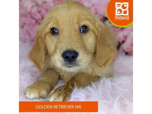 [#2186] Golden Male Golden Retriever Puppies For Sale