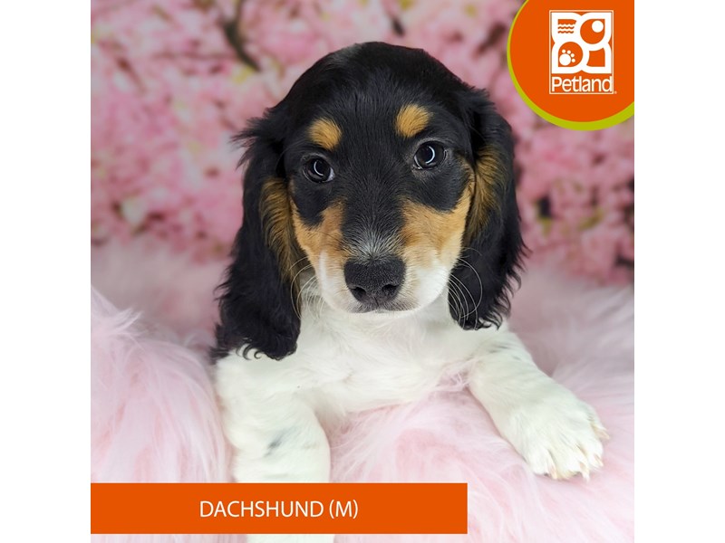 Dachshund - 2185 Image #1