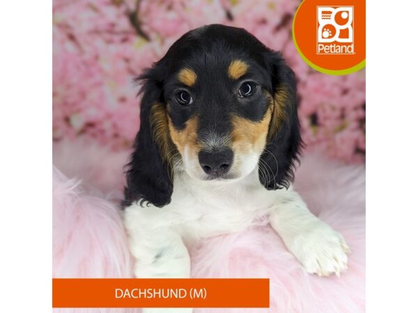 [#2185] Black / White Male Dachshund Puppies For Sale
