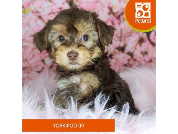 Poodle/Yorkshire Terrier-Dog-Female-Chocolate / Tan-2183-Petland Beavercreek, OH