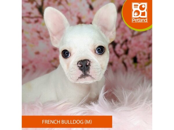 [#2179] Cream Male French Bulldog Puppies For Sale