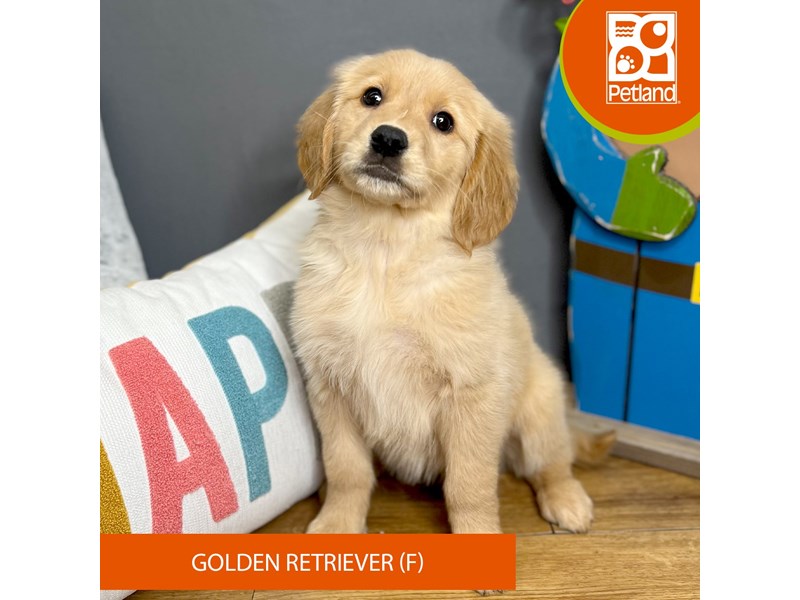 Golden Retriever - 2208 Image #1