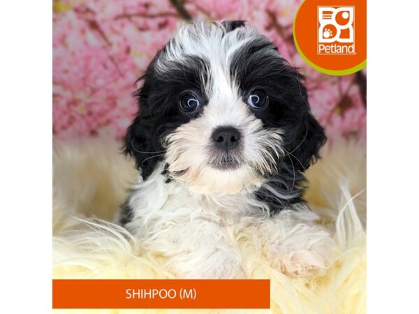 [#2200] Black / White Male Shihpoo Puppies For Sale