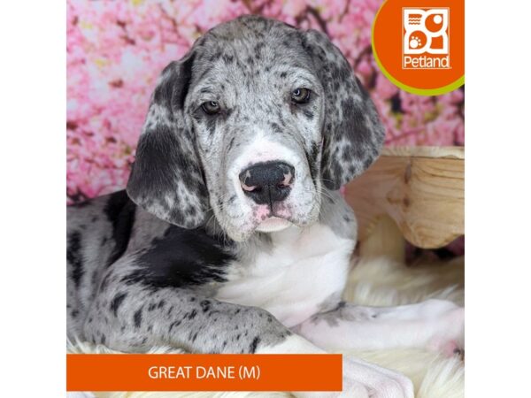 [#2196] Merlequin Male Great Dane Puppies For Sale
