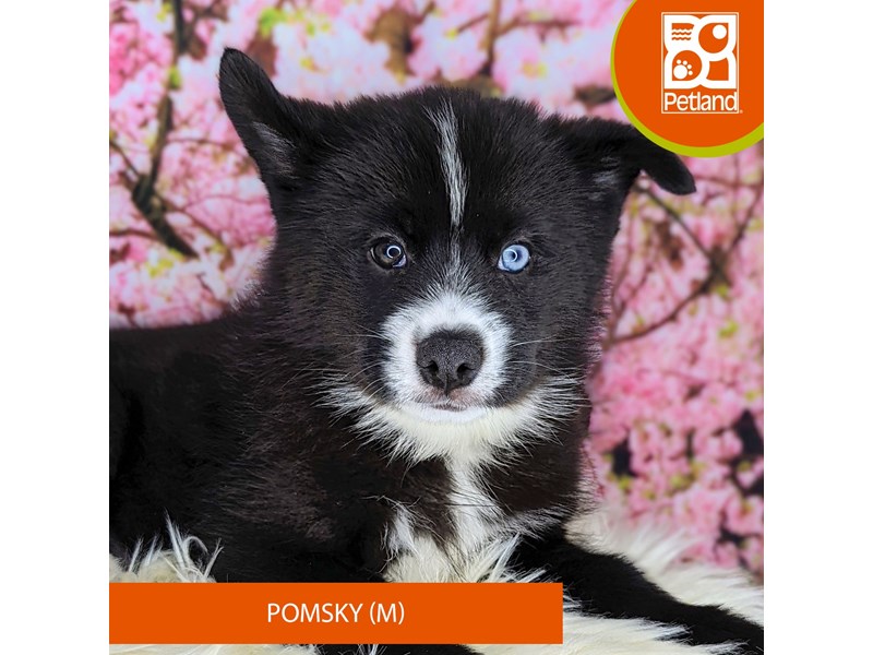 Pomsky - 2195 Image #1