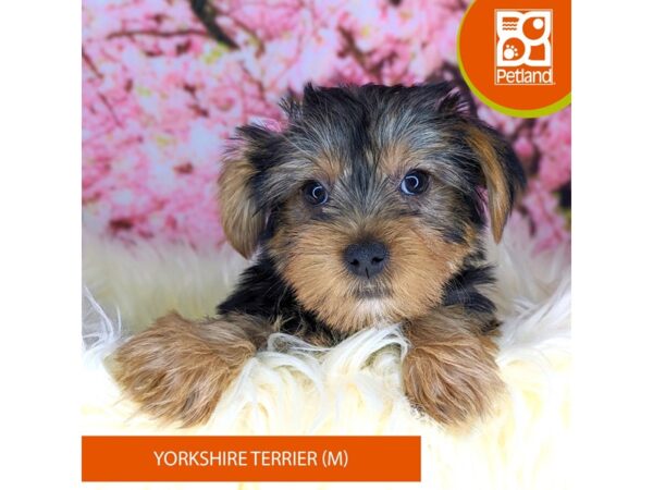 [#2194] Black / Tan Male Yorkshire Terrier Puppies For Sale