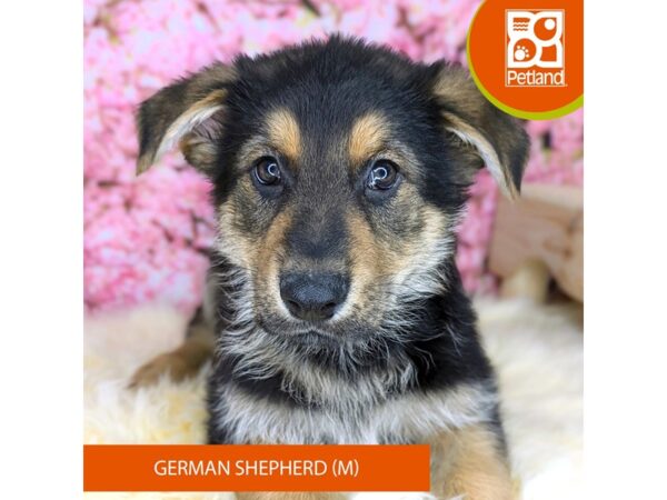 [#2192] Black / Tan Male German Shepherd Puppies For Sale
