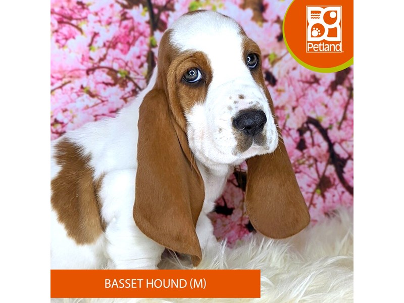 Basset Hound - 2191 Image #1