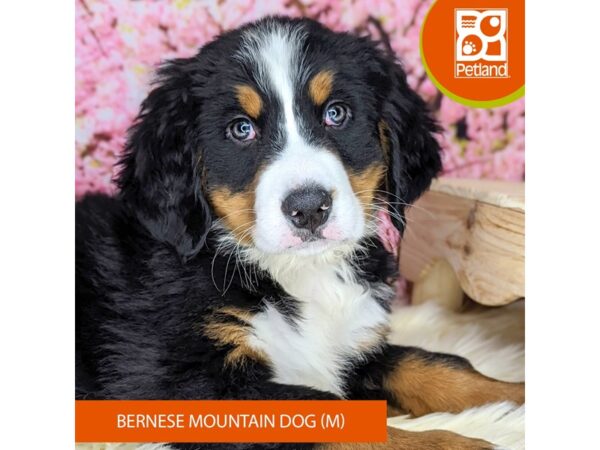 [#2190] Black Rust / White Male Bernese Mountain Dog Puppies For Sale