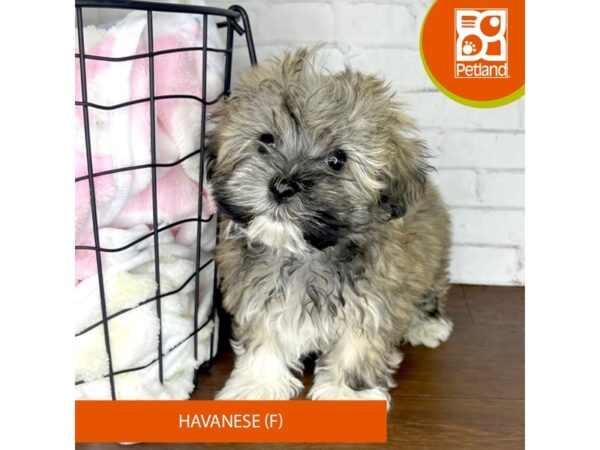 [#2205] Sable Female Havanese Puppies For Sale