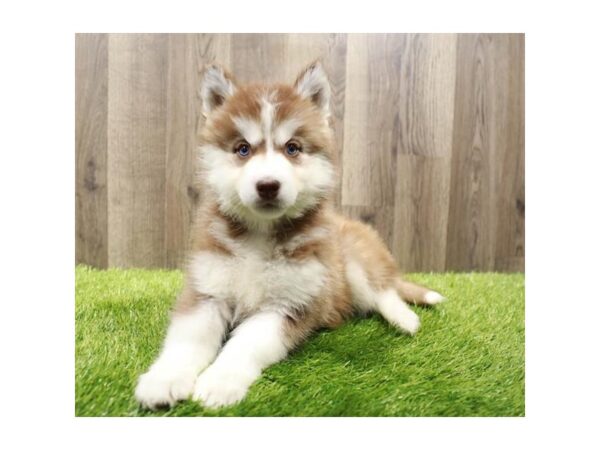 [#2203] Red / White Female Siberian Husky Puppies For Sale
