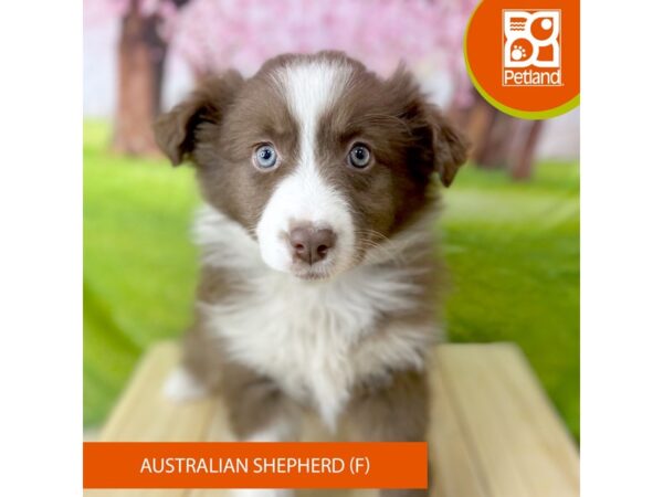 [#2209] Red Female Australian Shepherd Puppies For Sale