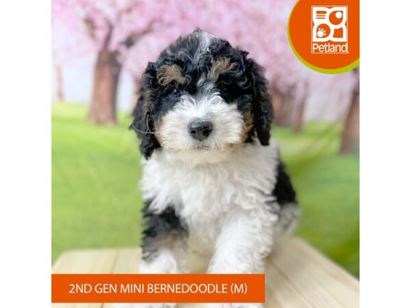 Bernedoodle Mini 2nd Gen-Dog-Male-Tri-Colored-2206-Petland Beavercreek, OH