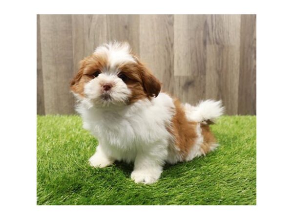 [#2212] Brown / White Male Shih Tzu Puppies For Sale