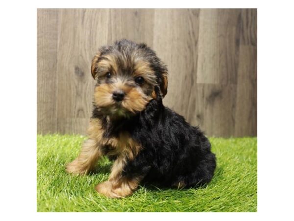 [#2213] Black / Tan Male Yorkshire Terrier Puppies For Sale