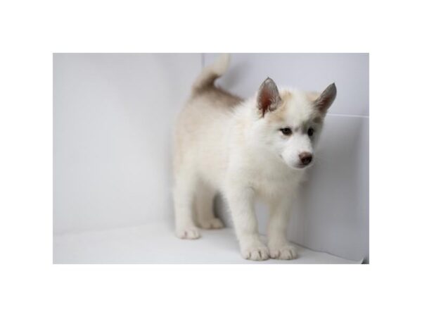 [#2219] Red / White Male Siberian Husky Puppies For Sale