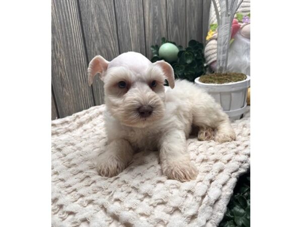 [#2220] White Male Miniature Schnauzer Puppies For Sale