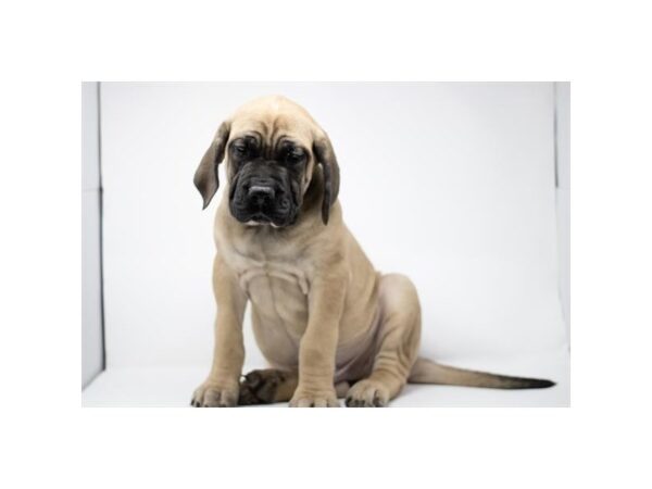 [#2221] Fawn Male English Mastiff Puppies For Sale