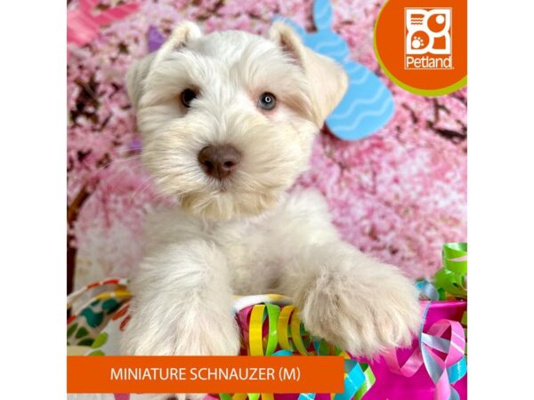 [#2220] White Male Miniature Schnauzer Puppies For Sale
