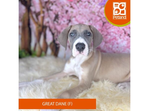 [#2218] Blue Female Great Dane Puppies For Sale