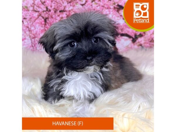 [#2205] Sable Female Havanese Puppies For Sale