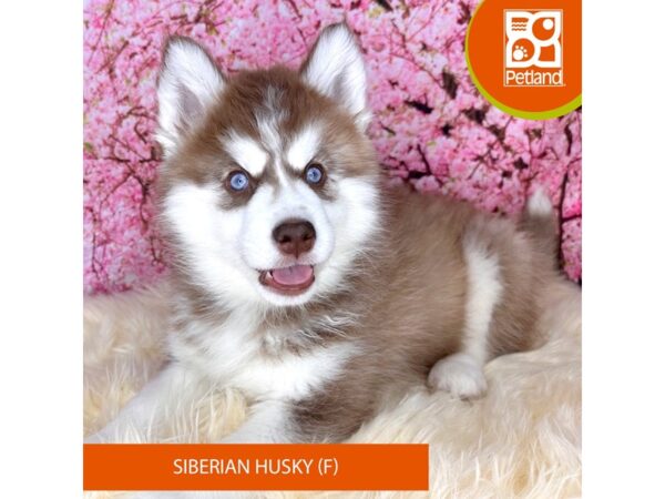 [#2203] Red / White Female Siberian Husky Puppies For Sale