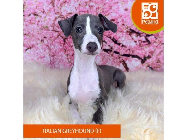 Italian Greyhound Dog Female Blue 2222 Petland Beavercreek, OH