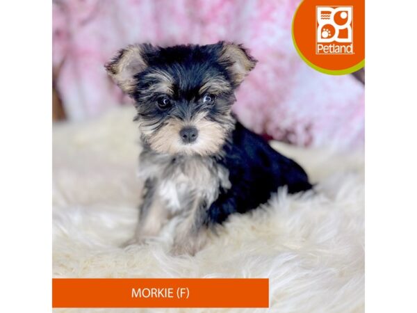 [#2227] Black / Tan Female Morkie Puppies For Sale