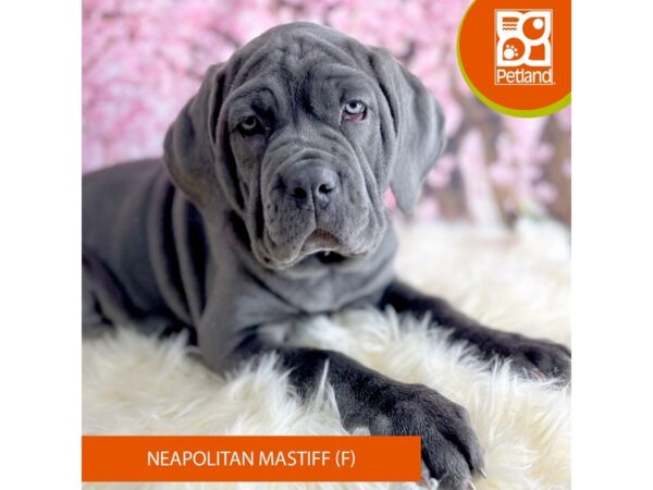 [#2229] Blue Female Neapolitan Mastiff Puppies For Sale