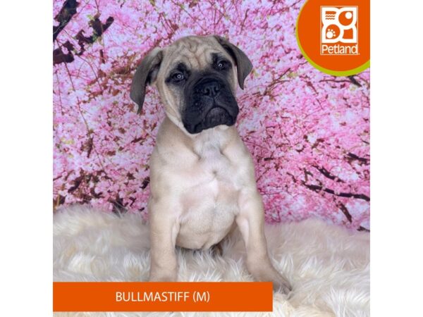 [#2231] Fawn Male Bullmastiff Puppies For Sale