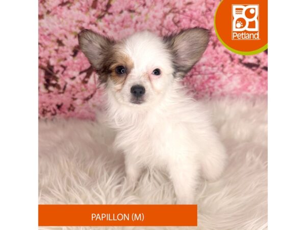 Papillon Dog Male Black / White 2237 Petland Beavercreek, OH